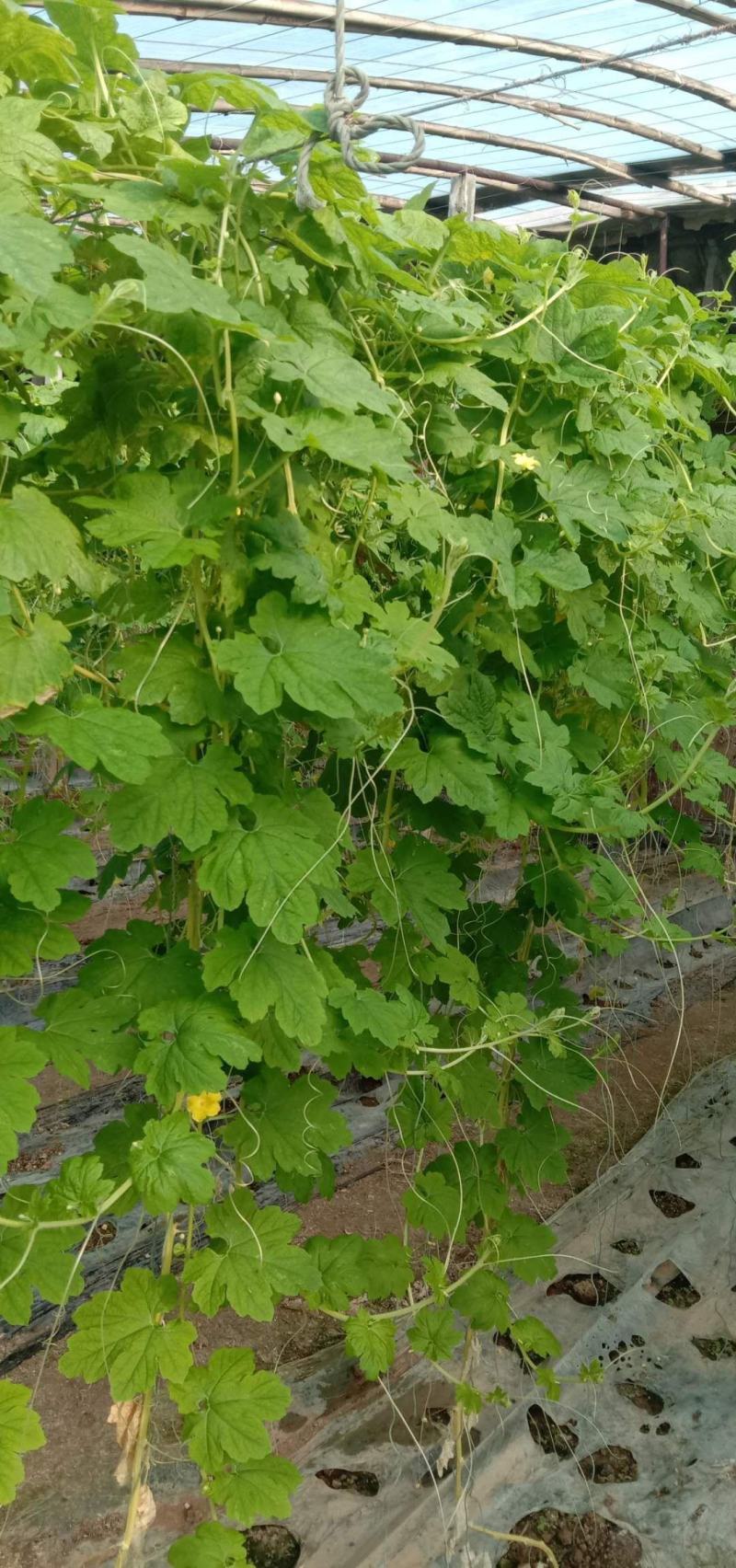 新奇特蔬菜，红条纹萝卜，红白