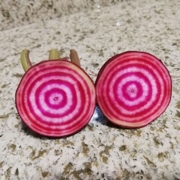 新奇特蔬菜，红条纹萝卜，红白
