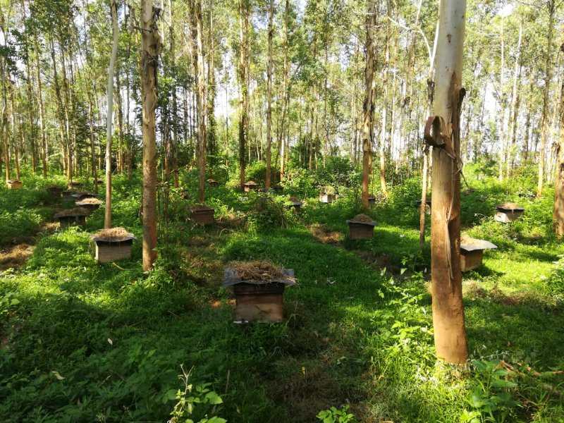 【精品】广西平南县特产土蜂蜜产地直供口感香甜欢迎电联