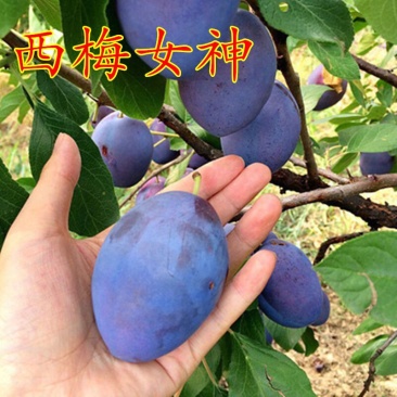 李子苗优质嫁接苗西梅女神红布林李青脆李南北方种植