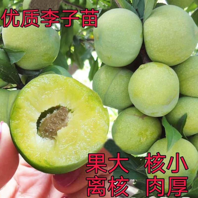 李子苗优质嫁接苗西梅女神红布林李青脆李南北方种植