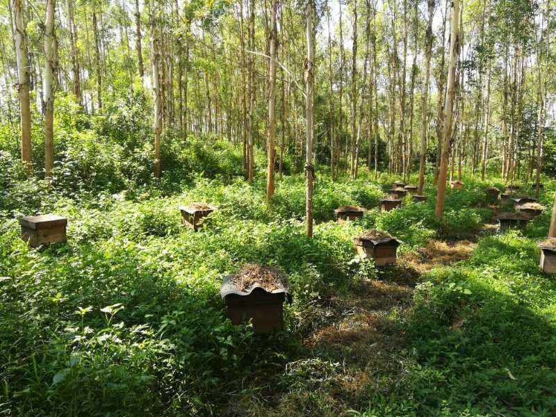 广西平南特产优质蜂蜜，土蜂蜜，全国包邮，边远地区除外