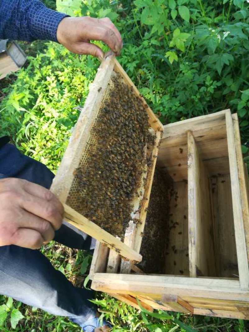 广西平南特产优质蜂蜜，土蜂蜜，全国包邮，边远地区除外