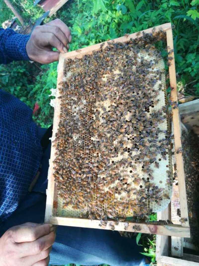广西平南特产优质蜂蜜，土蜂蜜，全国包邮，边远地区除外