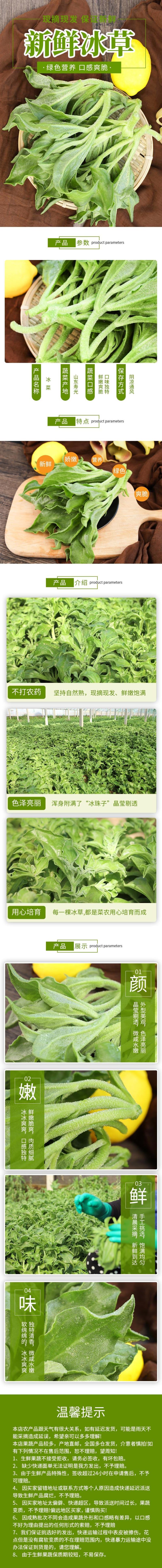 山东大叶冰菜，寿光市新鲜冰草，9月份大量上市