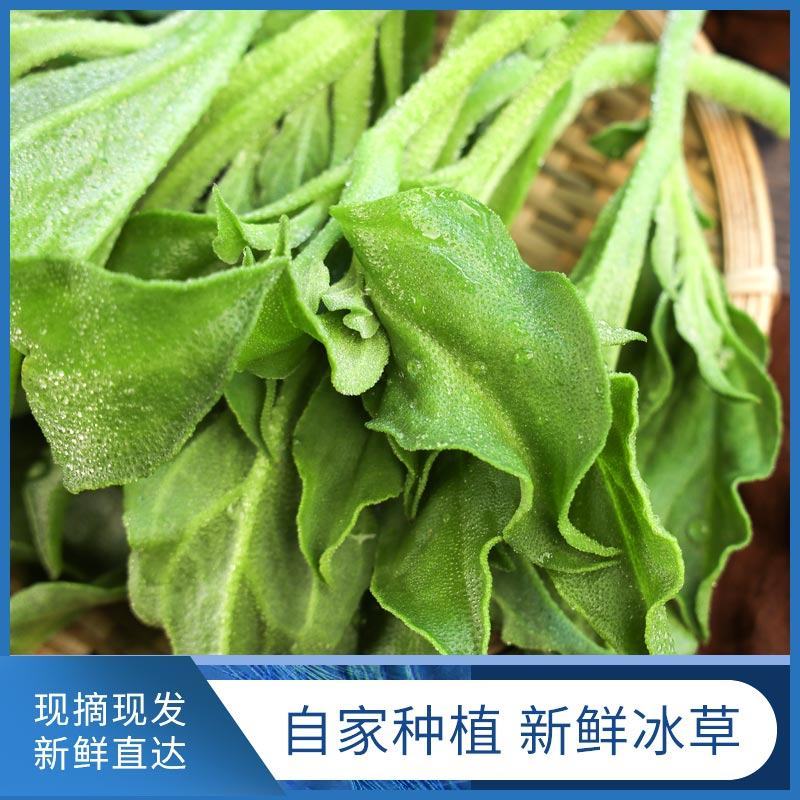 山东大叶冰菜，寿光市新鲜冰草，9月份大量上市