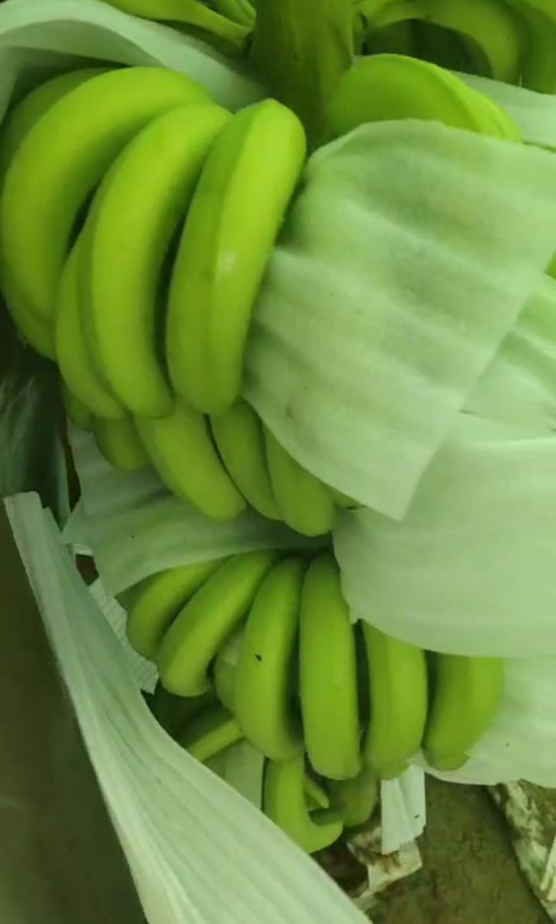 广东省湛江市遂溪县巴西香蕉大量有货欢迎各位老板前来咨询