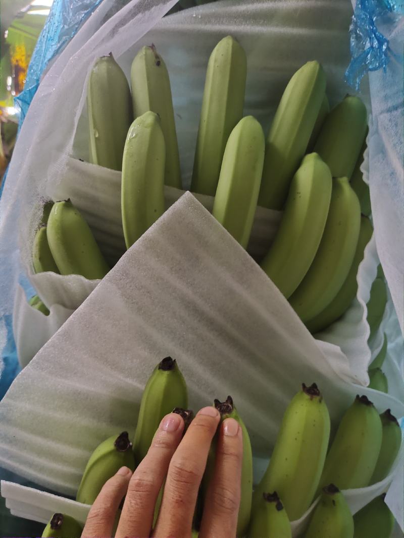 广东省湛江市遂溪县香蕉大量有货欢迎各位老板
