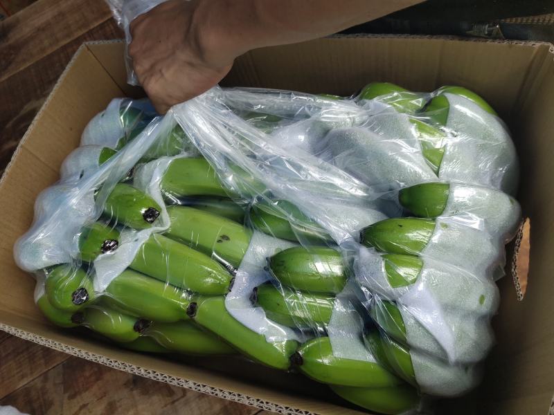 广东省湛江市遂溪县香蕉大量有货欢迎各位老板