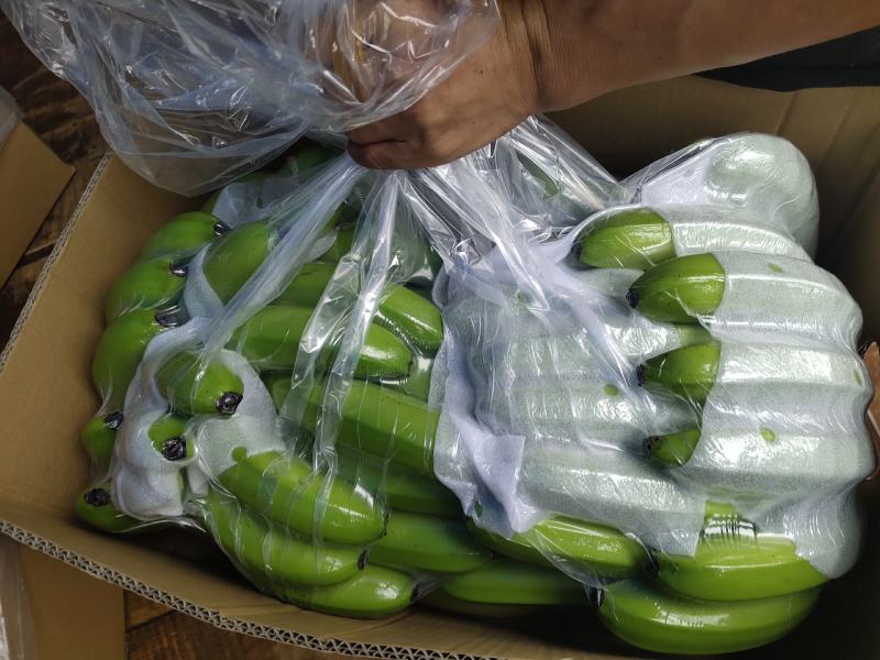 广东省湛江市遂溪县香蕉大量有货欢迎各位老板
