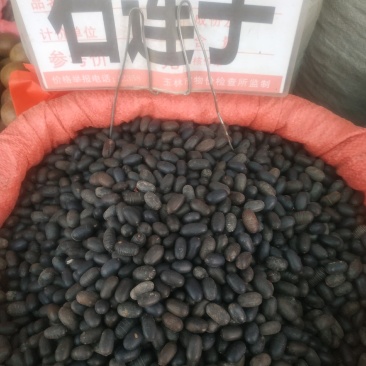 石莲子～量大优惠～1公斤起售～质量好欢迎咨询采购