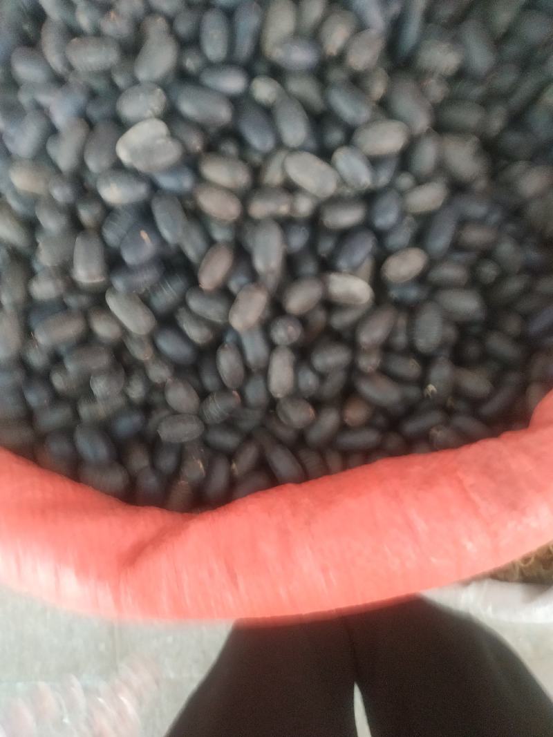 石莲子～量大优惠～1公斤起售～质量好欢迎咨询采购