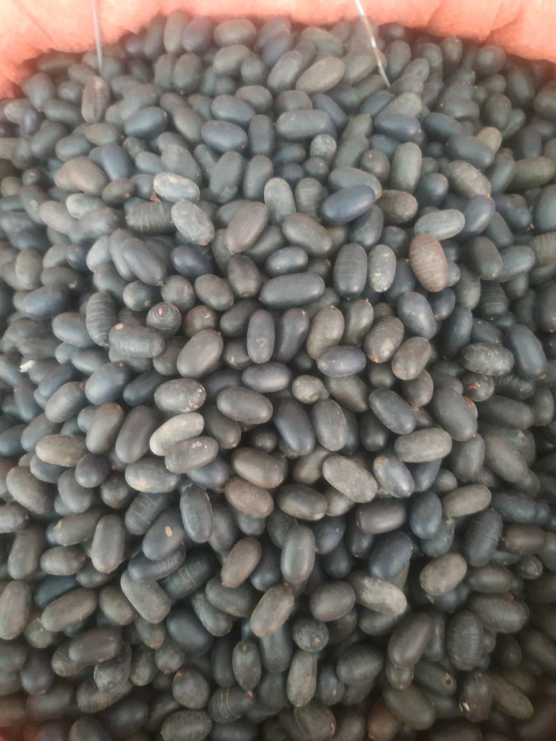 石莲子～量大优惠～1公斤起售～质量好欢迎咨询采购