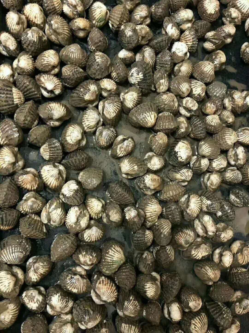 毛蛤，天然海产鲜甜美味，货美，大量供应，欢迎选购