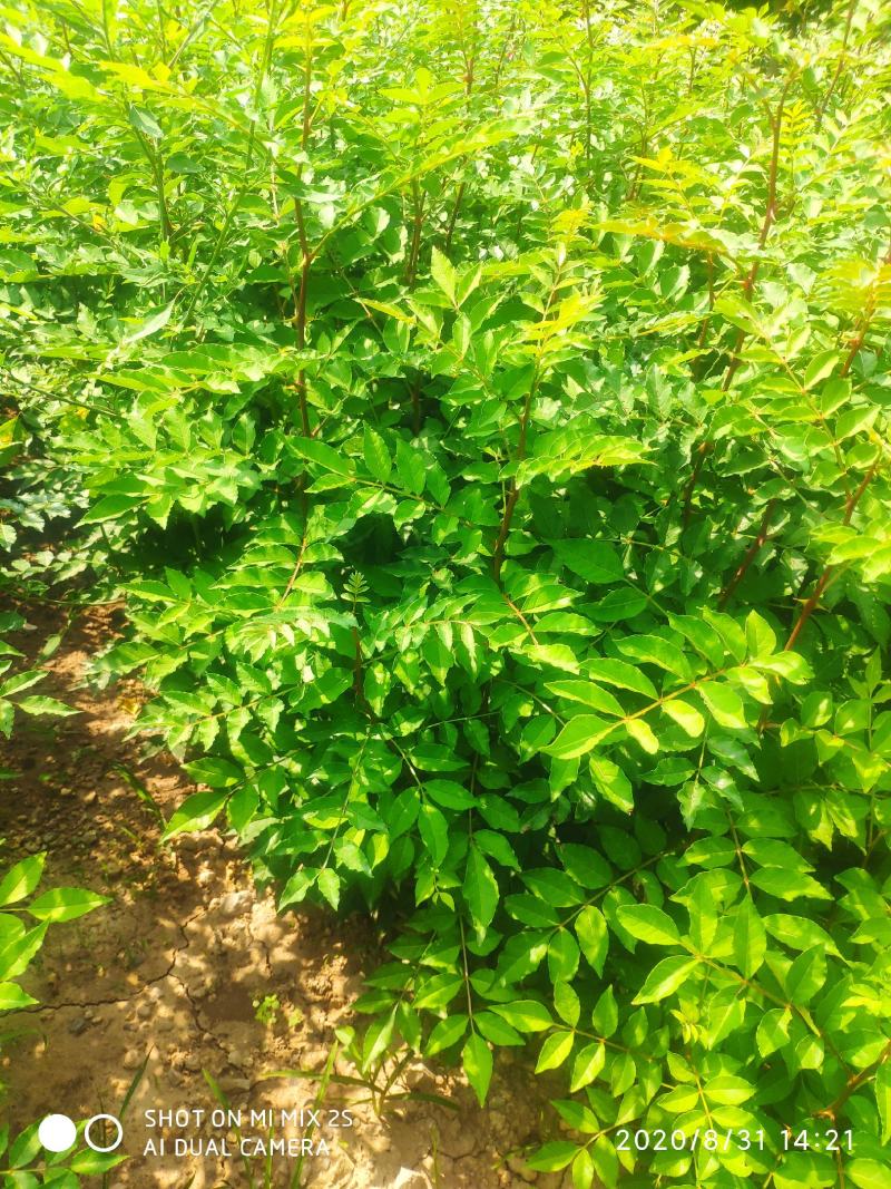 山西运城大红袍花椒苗狮子头花椒苗无刺花椒苗花椒苗