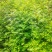 山西运城大红袍花椒苗狮子头花椒苗无刺花椒苗花椒苗
