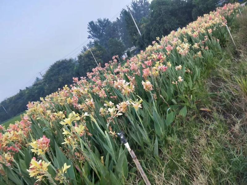 美人蕉品种全面，美人蕉花色多，地被，水生美人蕉