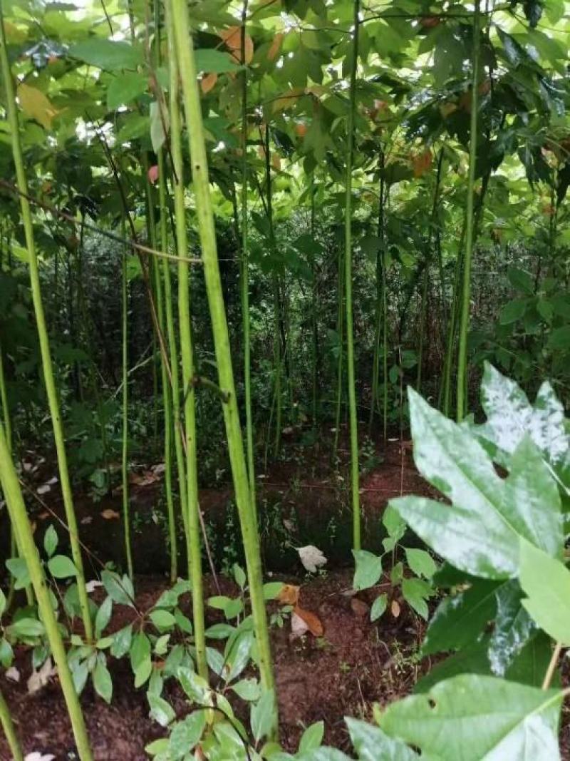 搽木小苗，搽木是樟科