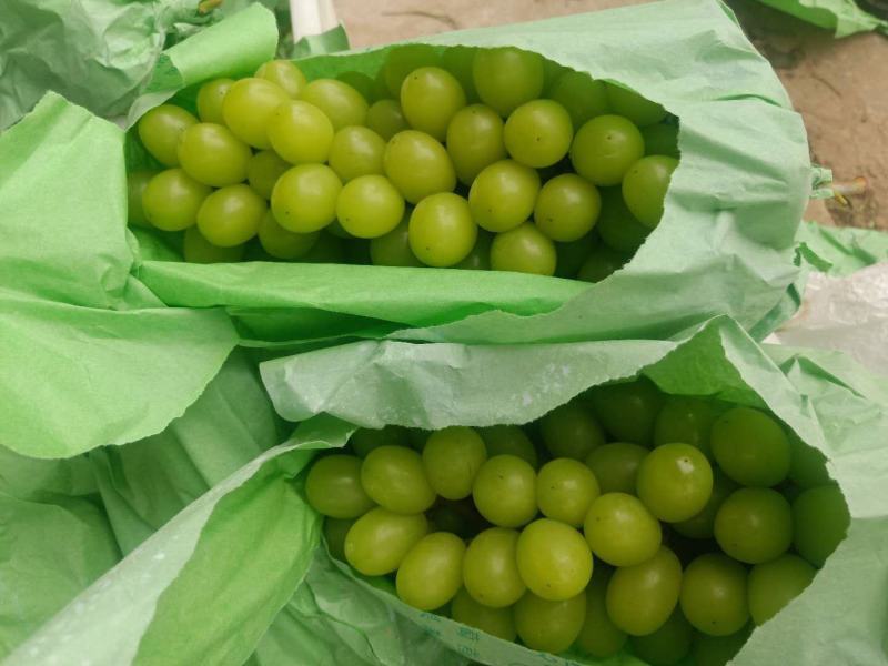 优质阳光玫瑰葡萄大量上市无核口感好甜度高货源充足