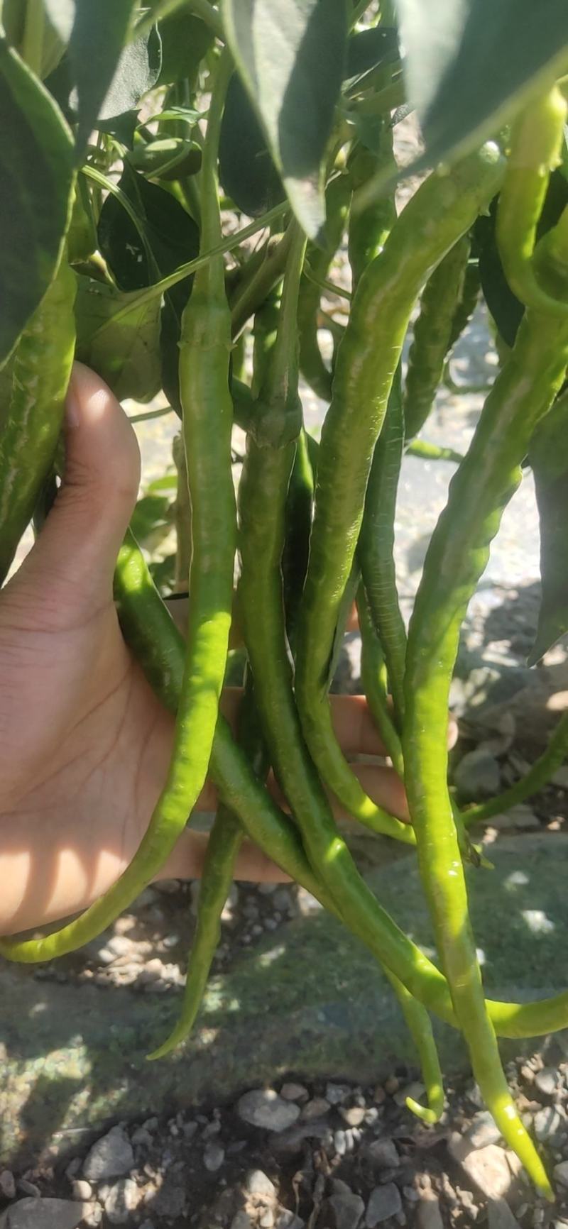 线椒大量供应，价格合理