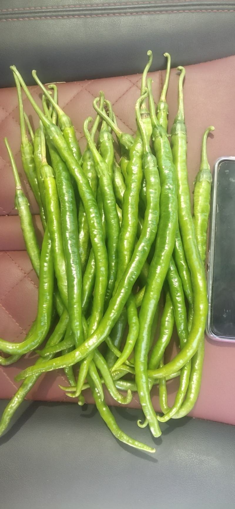 线椒大量供应，价格合理