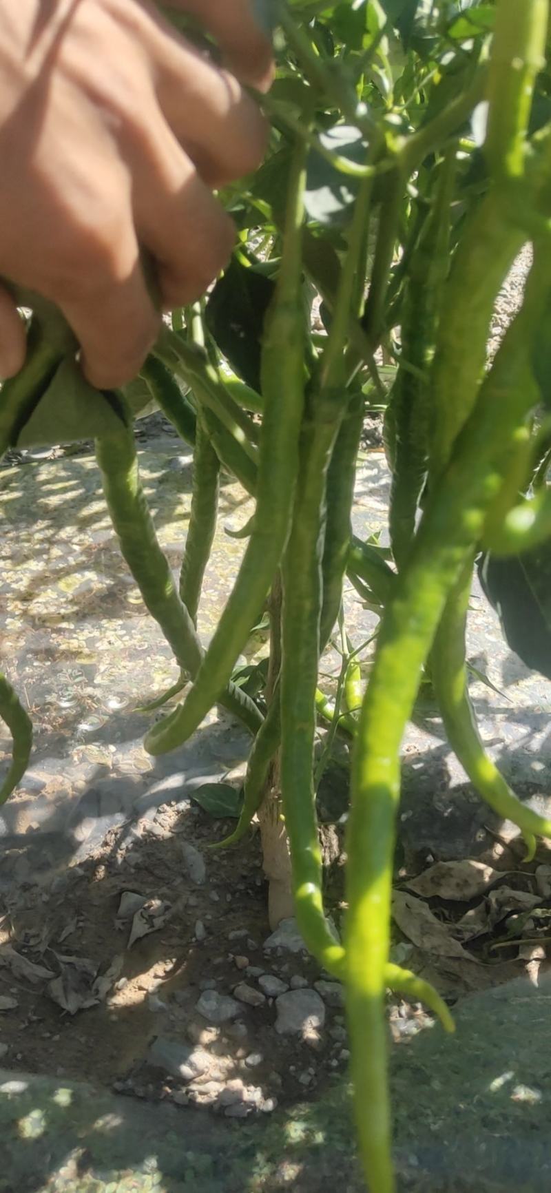 线椒大量供应，价格合理