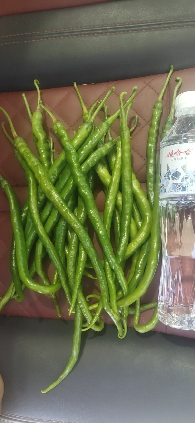 线椒大量供应，价格合理