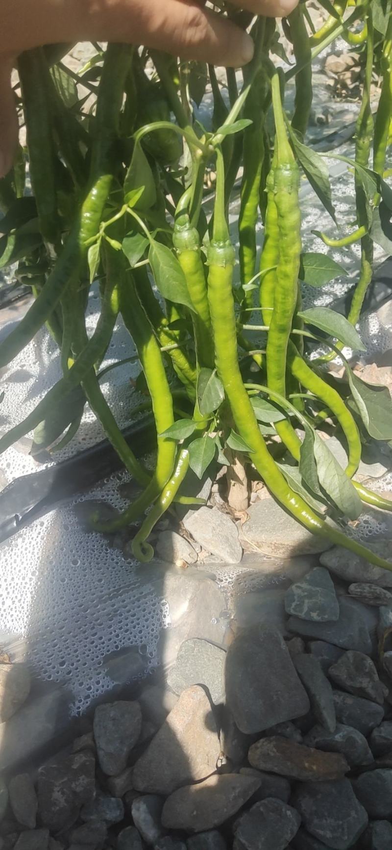 线椒大量供应，价格合理