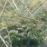 山豆根苦参良苗10cm基地直销精选良苗成活高可供种植