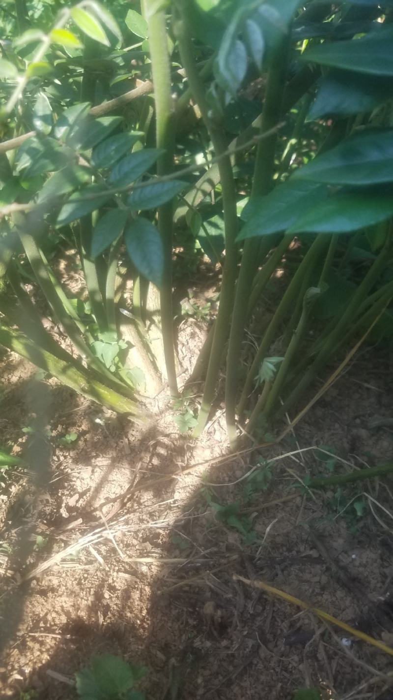 山豆根苦参良苗10cm基地直销精选良苗成活高可供种植