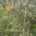 山豆根.苦参.种苗10公分基地直销包技术种植管理指导