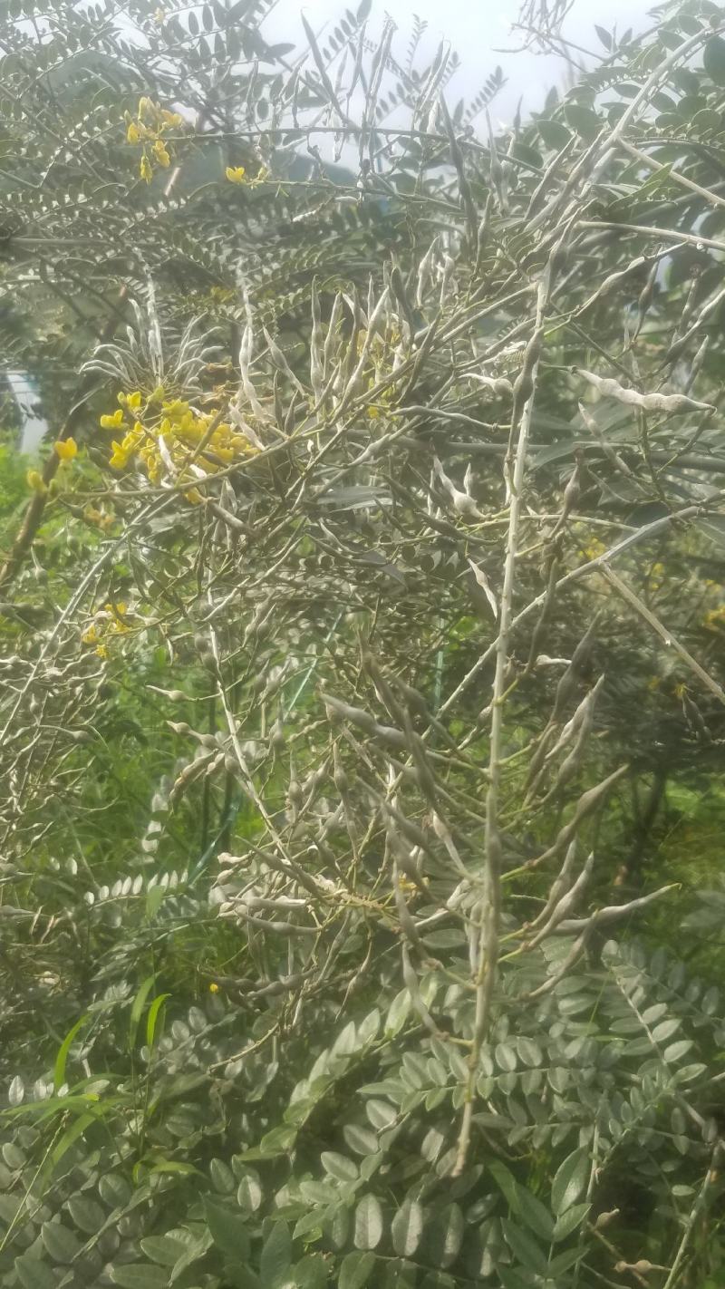 山豆根.苦参.种苗10公分基地直销包技术种植管理指导