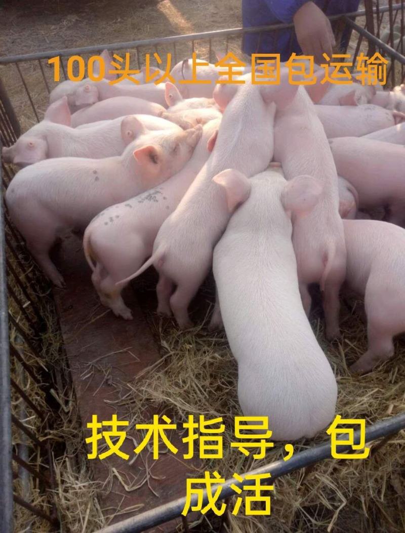 山东优质仔猪，批发全国，常年供应，包疫苗，价格优！