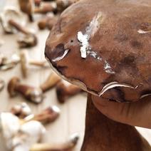 野生蘑菇，长白山蘑菇营养丰富，口感好，种类多