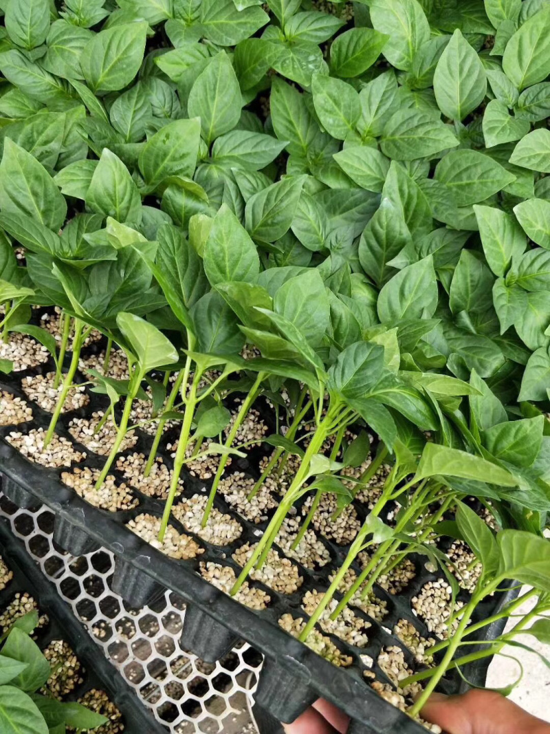 各类蔬菜各种辣椒彩椒种子种苗