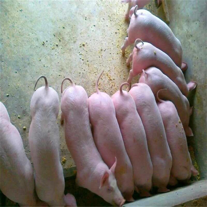 山东优质仔猪，批发全国，常年供应，包疫苗，价格优