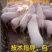 山东优质仔猪，批发全国，常年供应，包疫苗，价格优！