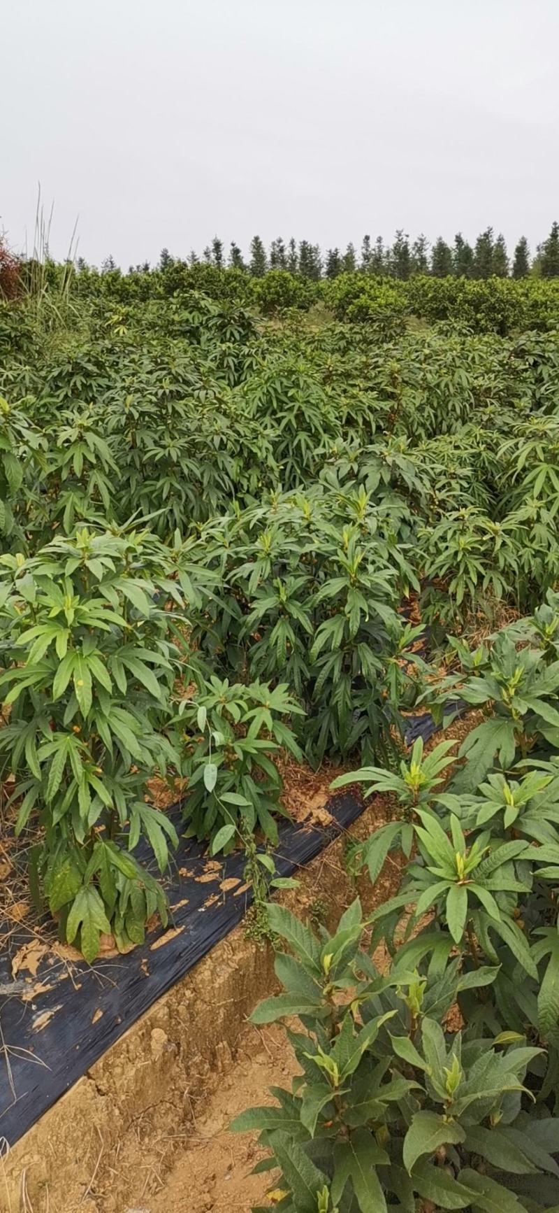 五指毛桃种子优质品种，高产，产地直供，可视频看货