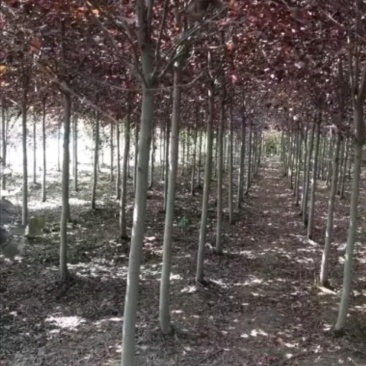 紫叶李4-5公分量大货优