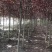 紫叶李4-5公分量大货优