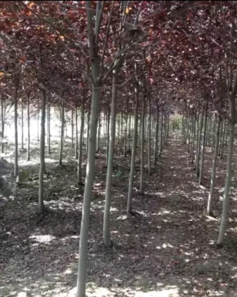 紫叶李4-5公分量大货优