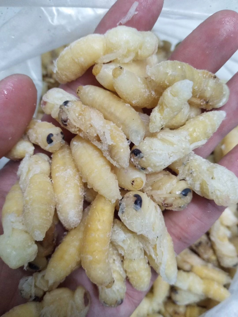 现货，土蜂蛹1-2级混合金环蛹，虎头蜂蛹，金环蛹，地蜂。