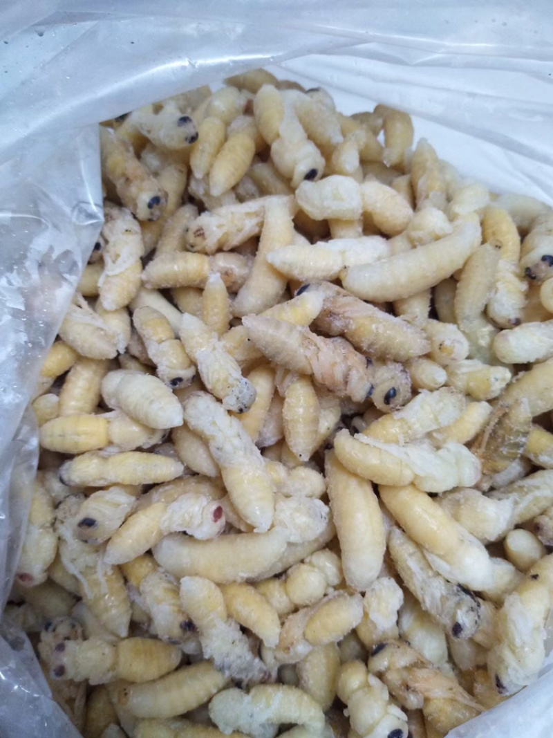 现货，土蜂蛹1-2级混合金环蛹，虎头蜂蛹，金环蛹，地蜂。