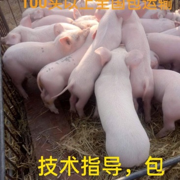 山东优质仔猪，批发全国，常年供应，包疫苗，价格优！