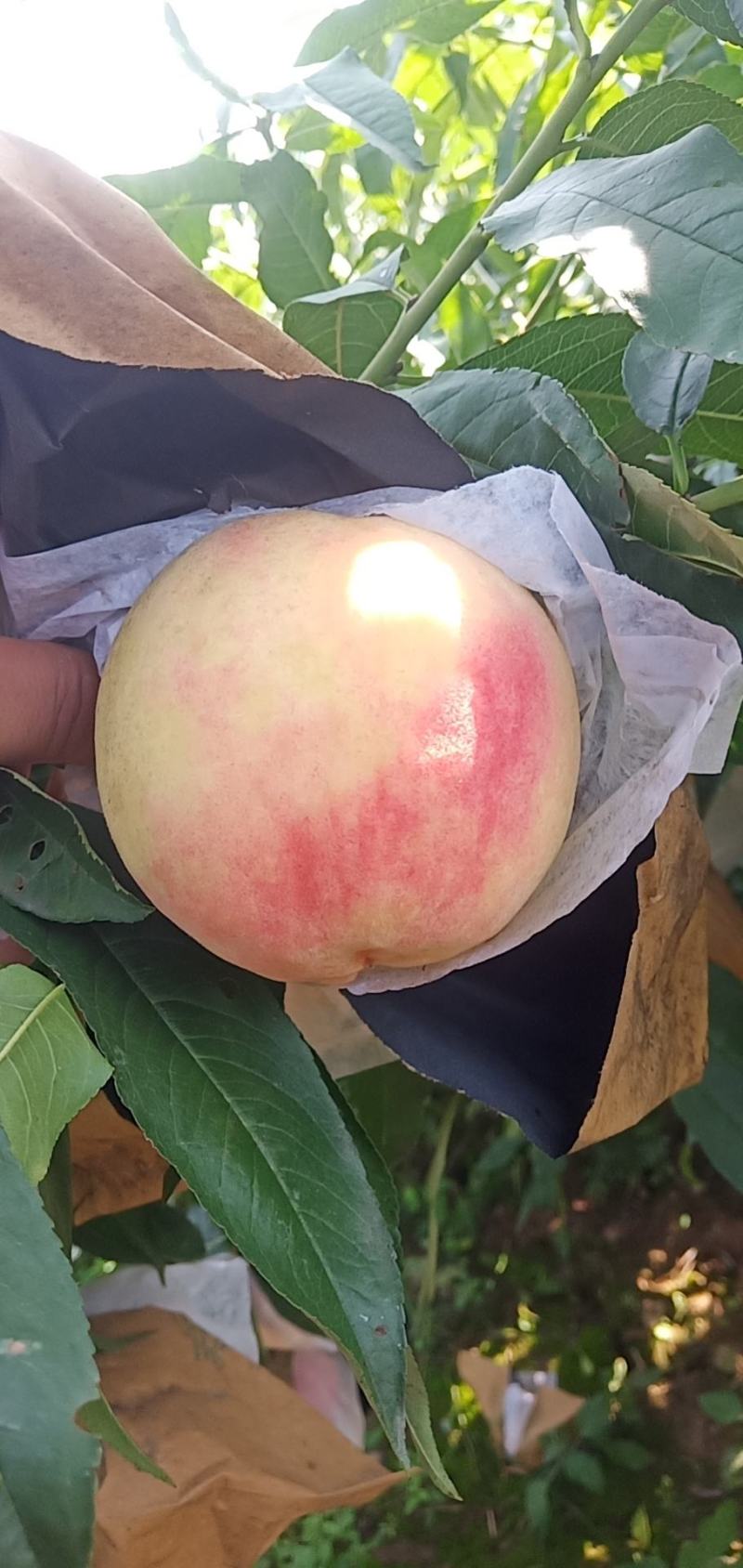 水蜜桃(永莲水蜜桃，自己的货源，价格便宜，货好量充足)