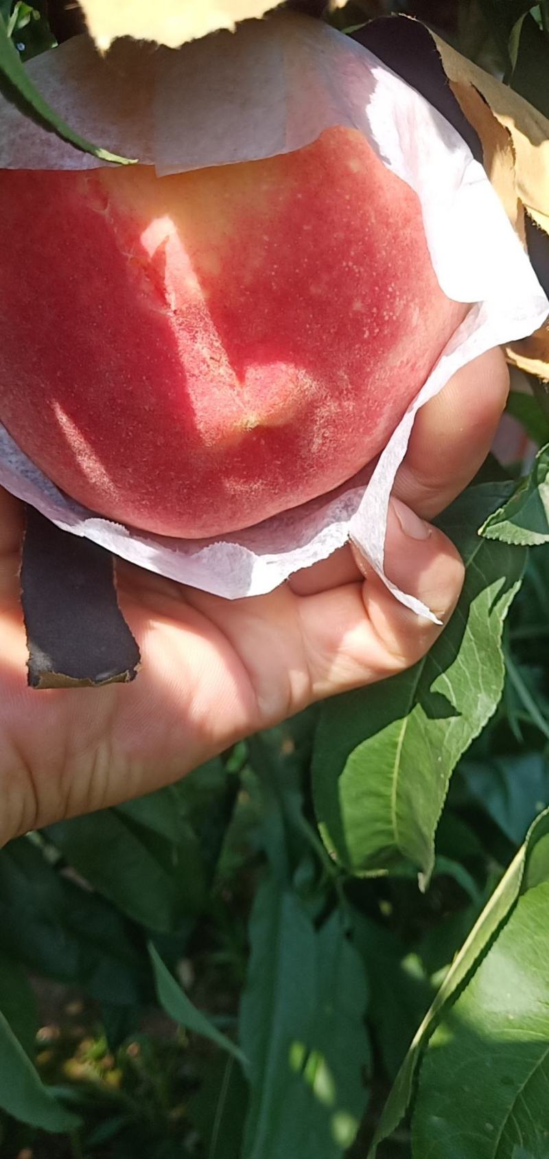 水蜜桃(永莲水蜜桃，自己的货源，价格便宜，货好量充足)