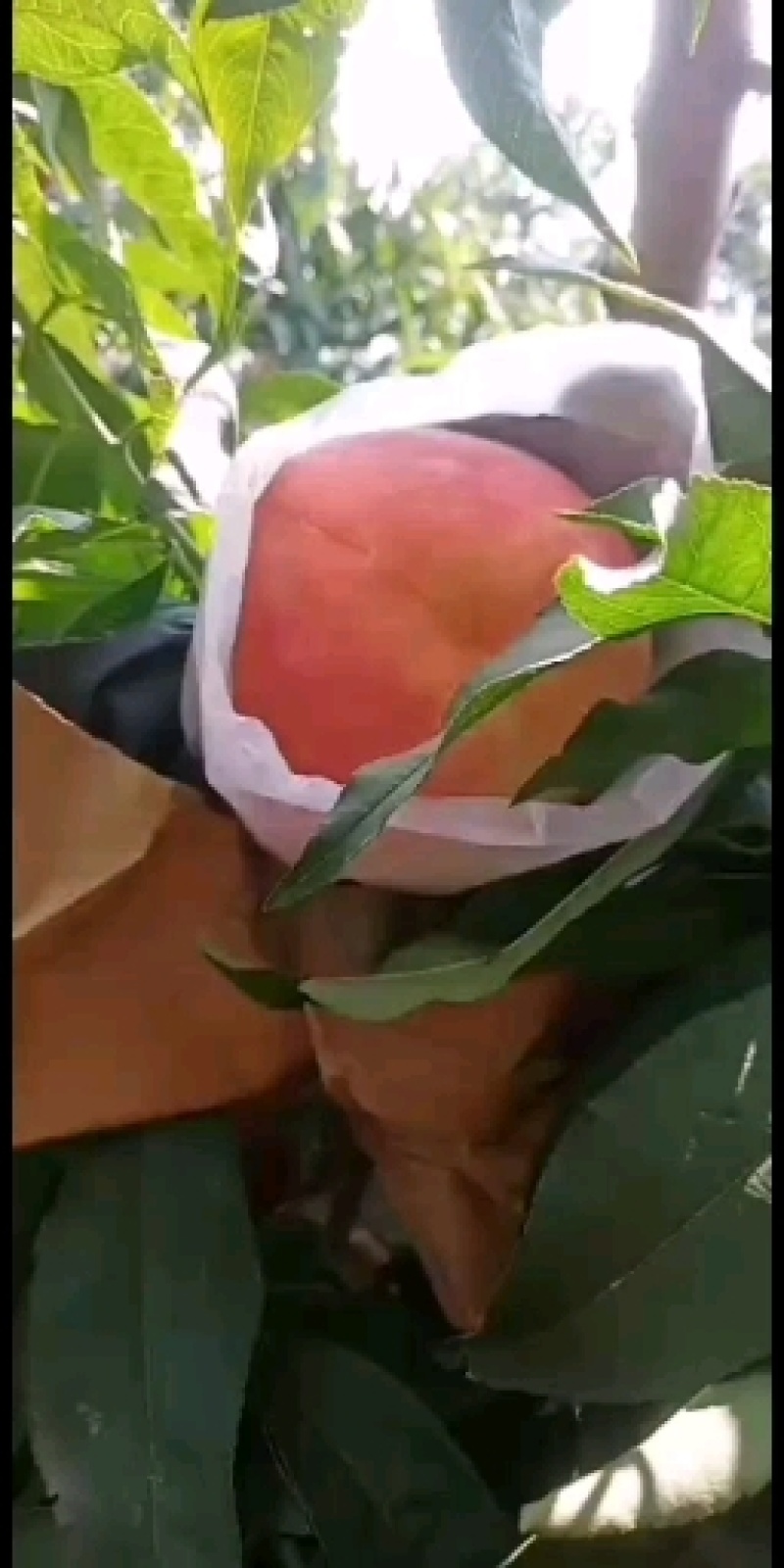 水蜜桃(永莲水蜜桃，自己的货源，价格便宜，货好量充足)