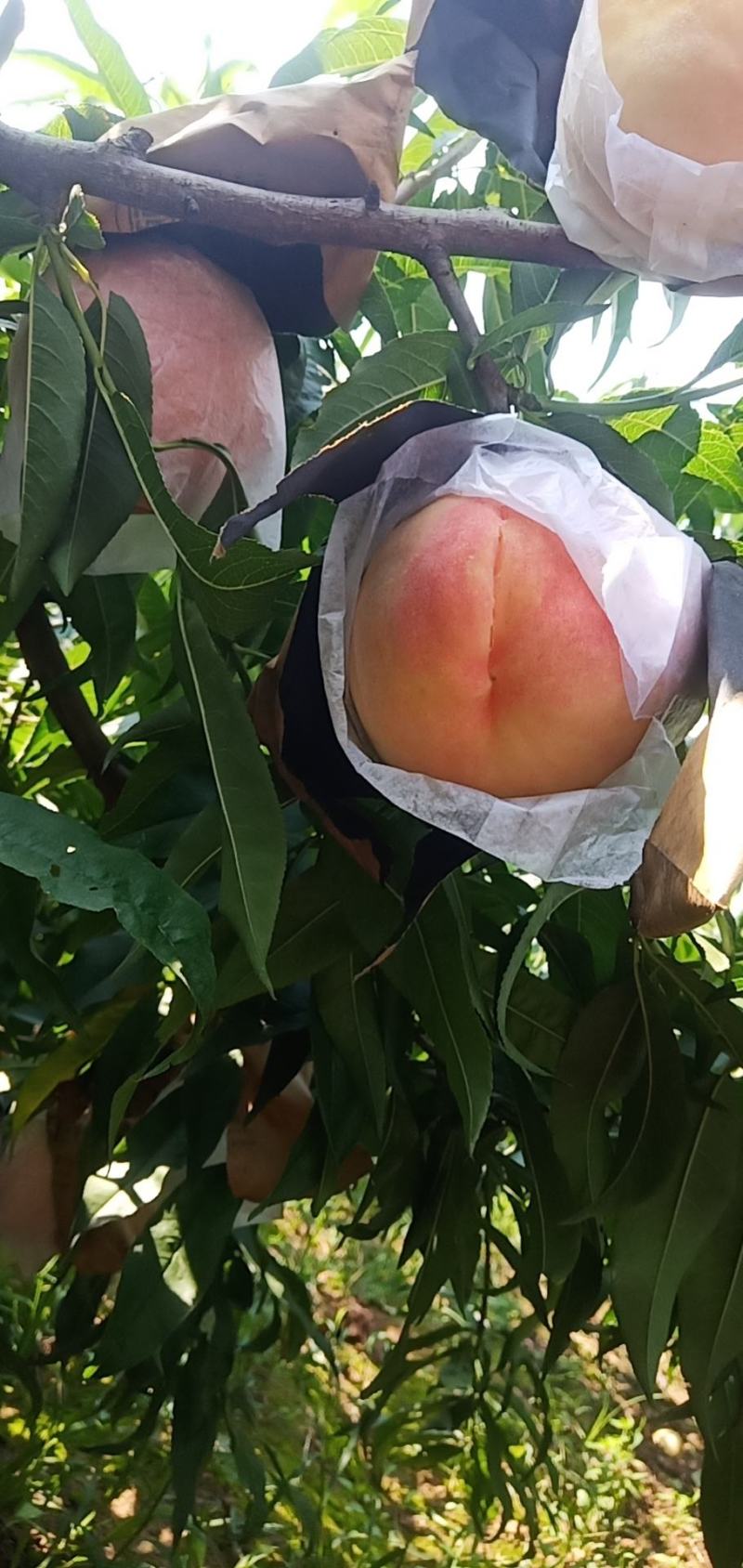 水蜜桃(永莲水蜜桃，自己的货源，价格便宜，货好量充足)
