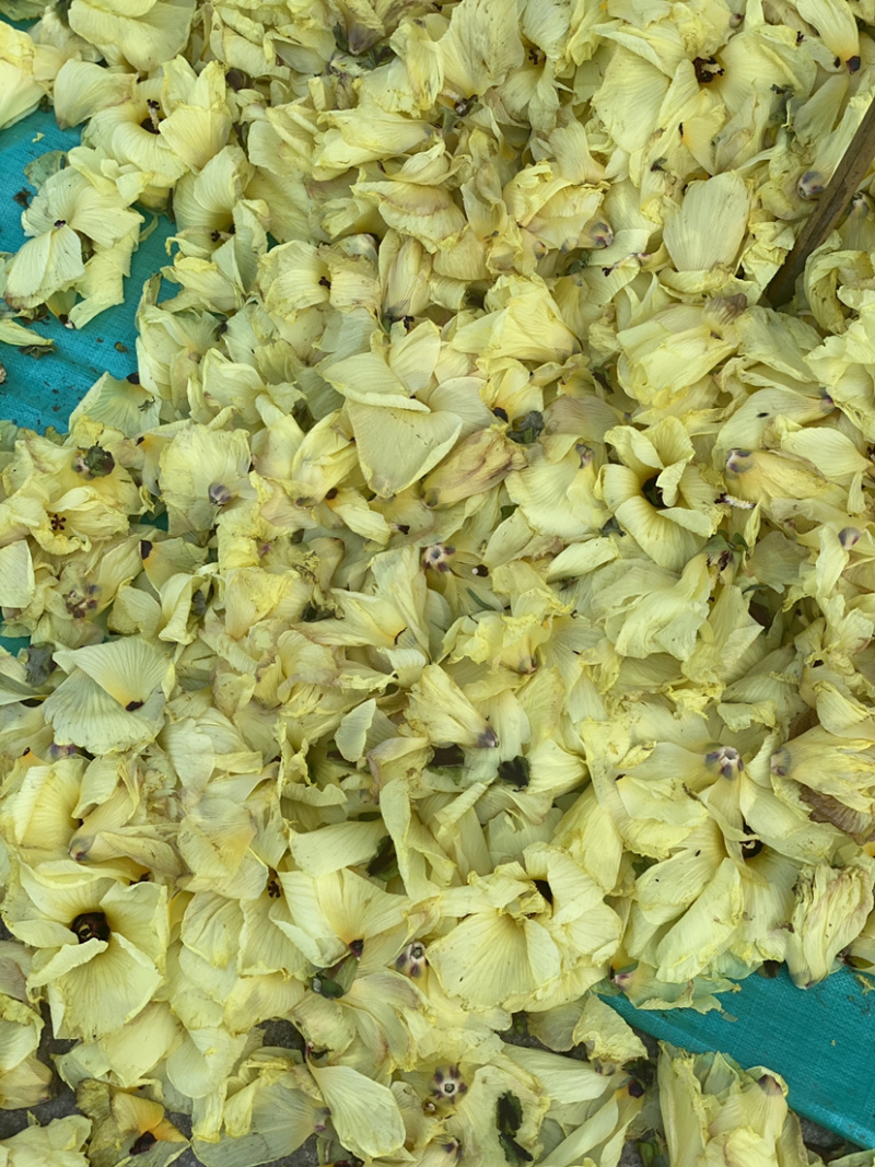 大量干黄秋葵花茶。欢迎选购。
