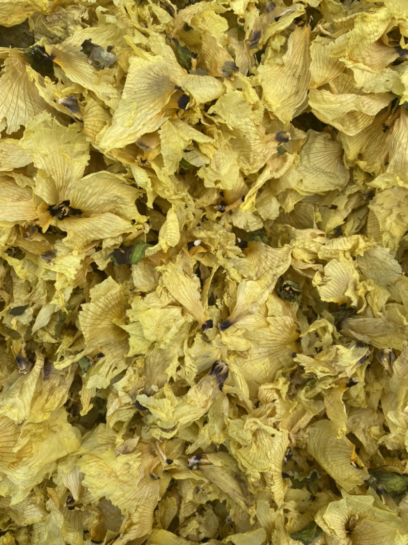 大量干黄秋葵花茶。欢迎选购。